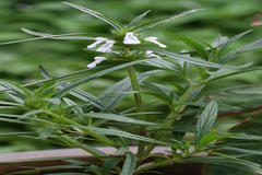 Leucas aspera